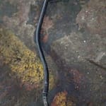 Dipstick Tube